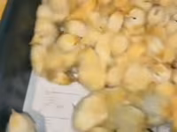 Chickens — fotografija 2