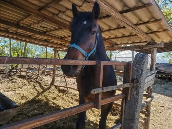 雄馬, 馬