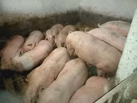 Шошқалар (топ, жынысы көрсетілмеген), Шошқалар — 2-сурет