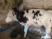 Krowa, Russian Black pied cattle — zdjęcie 2