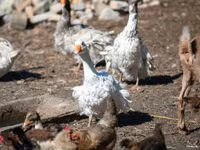 Geese — zdjęcie 3