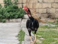 Japanski bantam — fotografija 4
