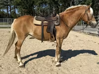 Kobila, Haflinger — fotografija 5