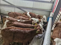 牛只（批次，未指定性别）, Simmental cattle — 照片 2