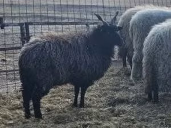 Owca, Racka sheep