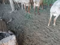 Ovan, Rhon sheep — fotografija 2