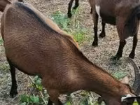 Koza, Alpine goat — zdjęcie 2
