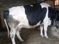 Cow, Russian Black pied cattle — photo 3