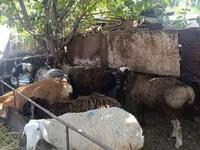 Ovelha, Rhon sheep — foto 7