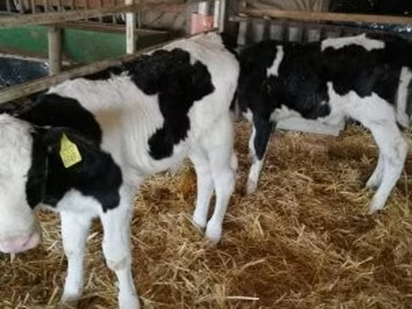 Buğa, Russian Black pied cattle — Macarıstan