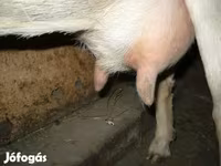 Ziege, Ziegen — Foto 1