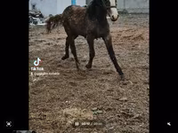 Kobila, Orlov Trotter — fotografija 1