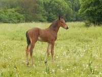 At, Kisber felver — foto 7