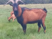 Ziegenbock, Alpine goat — Foto 2