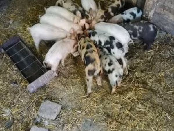 Eber, Schweine