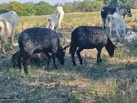 Қой, Racka sheep — 2-сурет
