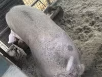 Eber, Schweine — Foto 2