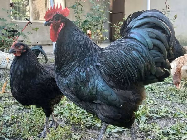 Australorp