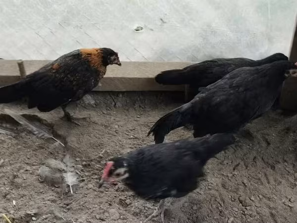 Çex Qızıl Alacalı Toyuq