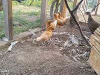 Chickens — 照片 1