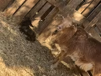 Brebis, Cameroon sheep — photo 1