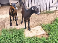 Bode, Nubian Goat — foto 5