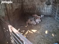 Cerda, Cerdos — foto 5