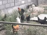 Chickens — fotografija 8