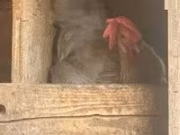 Dänische Henne — Foto 2