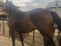 Jument, Percheron — photo 4