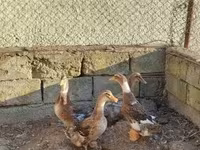Ducks — zdjęcie 4