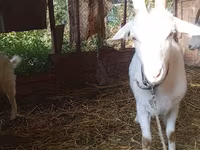 Goat, Saanen goat — photo 1