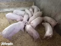 خنزيرة, Крупная белая — الصورة 3
