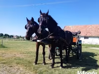 母马, Horses — 照片 3