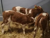 牛只（批次，未指定性别）, Hereford — 照片 6