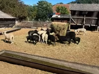 كبش, Merino sheep — الصورة 2
