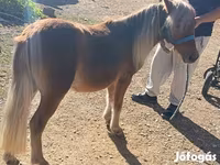 Pastuv, Shetland Pony — fotografija 1
