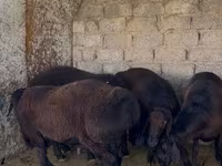 Baran, Owce — zdjęcie 2