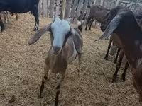 雌ヤギ, Nubian Goat — 写真 4