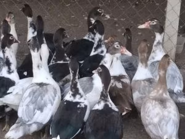 Ducks
