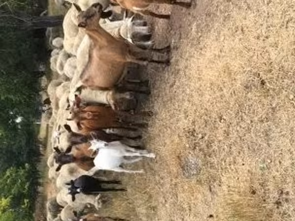 Kozy (partia, płeć nieokreślona), Kozy — Węgry