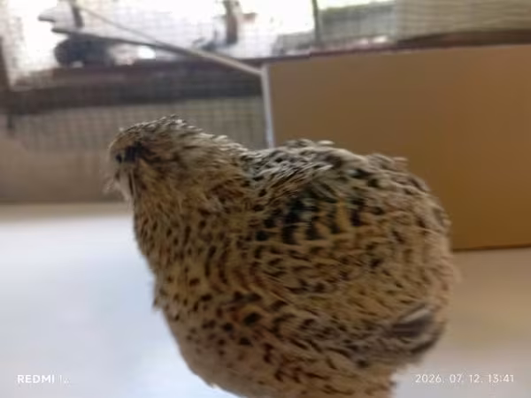 Quails — Węgry