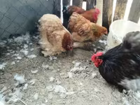 Chickens — Foto 1