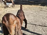 Goat, Kamori goats — photo 3
