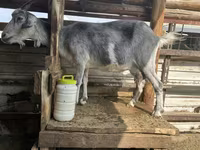 Goat, Alpine goat — photo 1