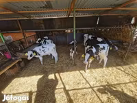 公牛, Holstein breed — 照片 2
