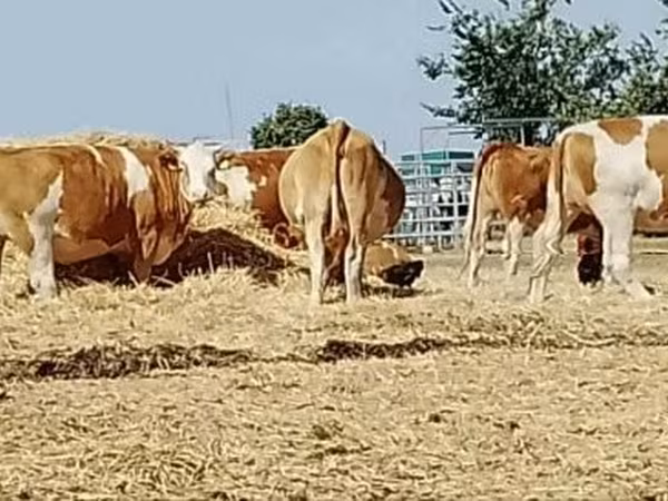 雌牛, Simmental cattle
