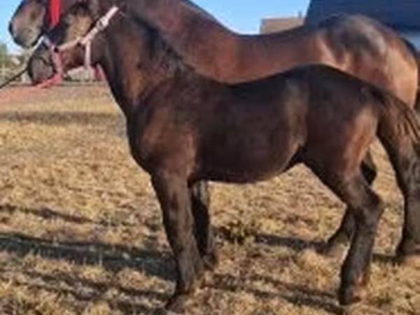 حصان, Percheron