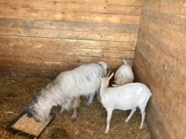 母山羊, Goats