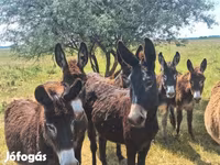 Caballo, Caballos — foto 5